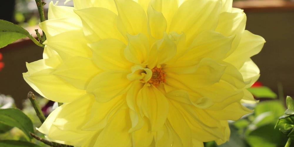 dahlia 33 IMG_3791