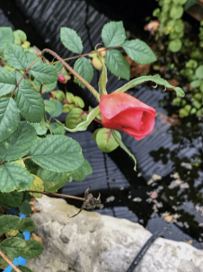 Christmas Rose