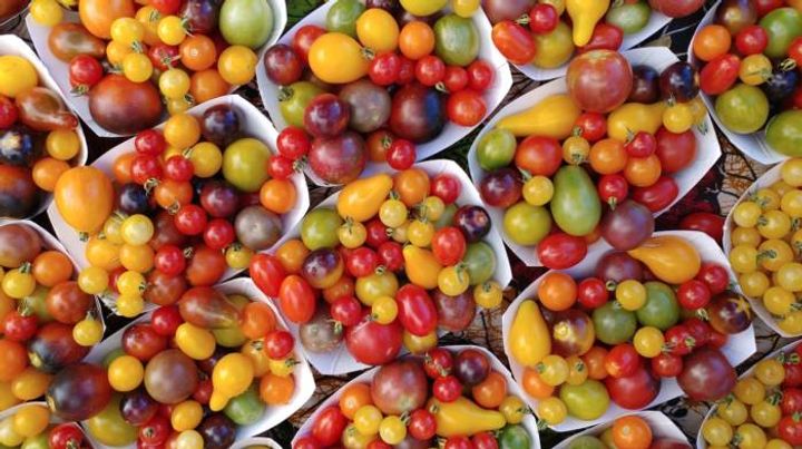 colorful tomatoes