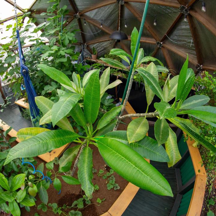 Plumeria