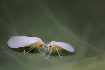 Whiteflies image