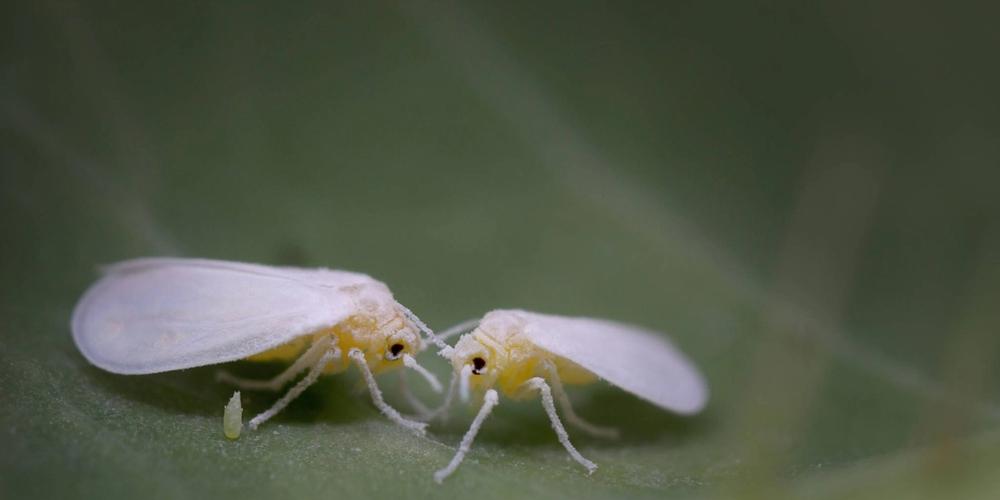 close up of whiteflies