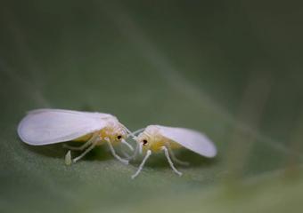close up of whiteflies