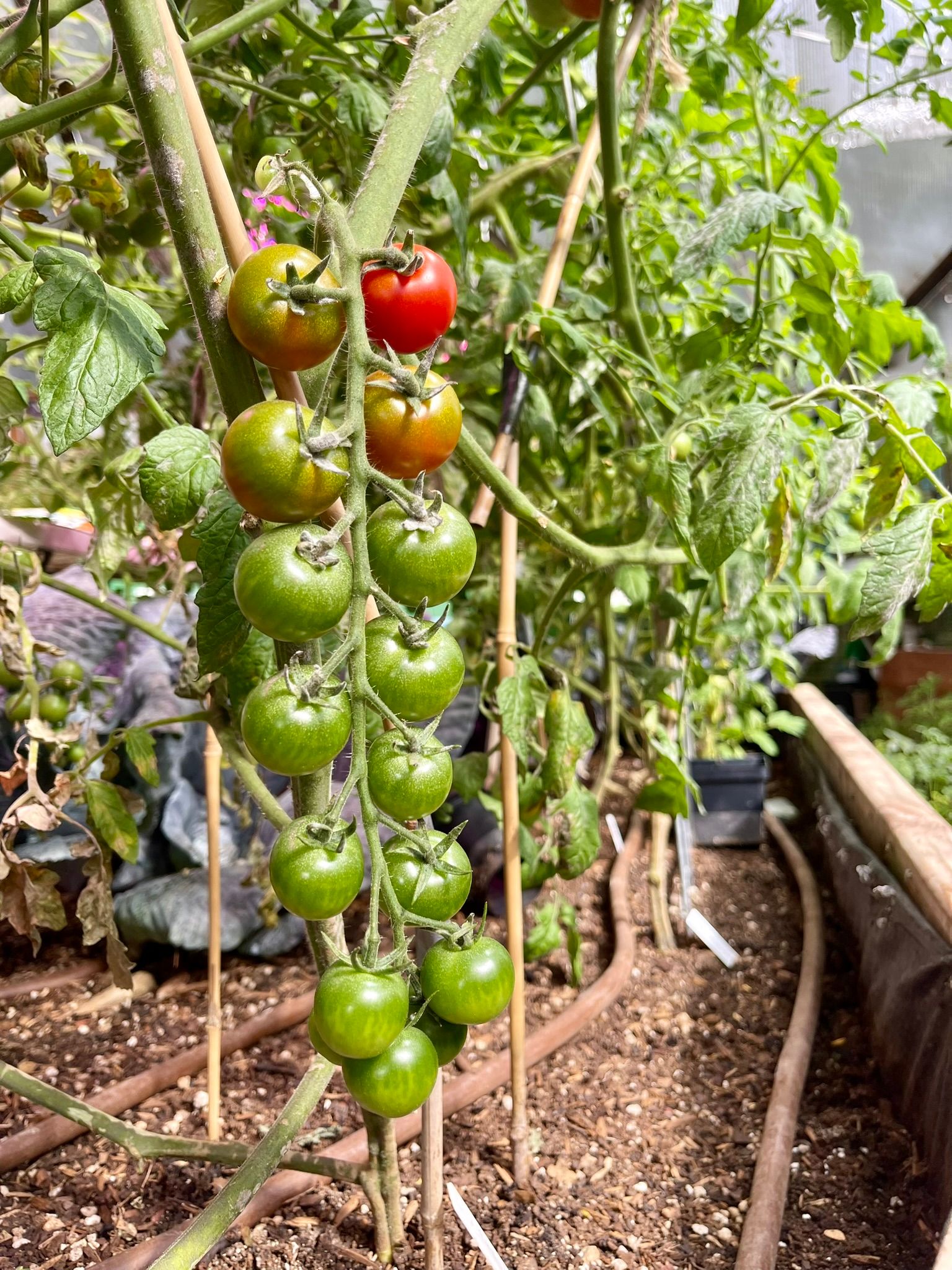 cherry tomatoes of varying ripeness on a vine in a greenhouse with drip irrigation