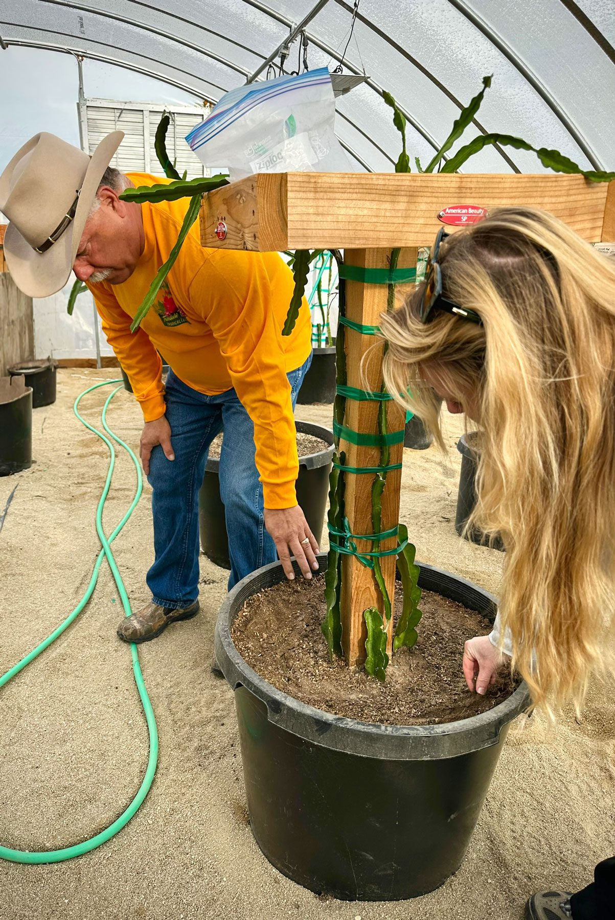 two people leaning over and looking at a pot growing a dragon fruit plant