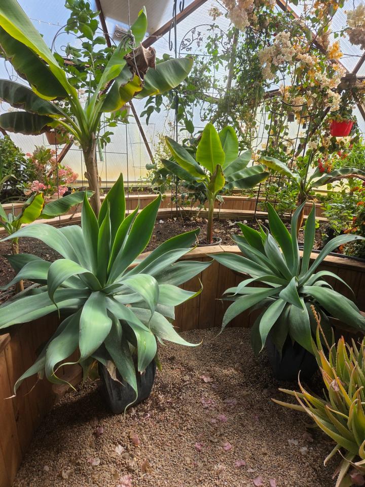 Probst jungle garden in a growing dome greenhouse