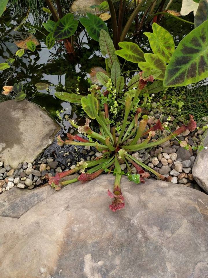 tropical plants in biodome greenhouse