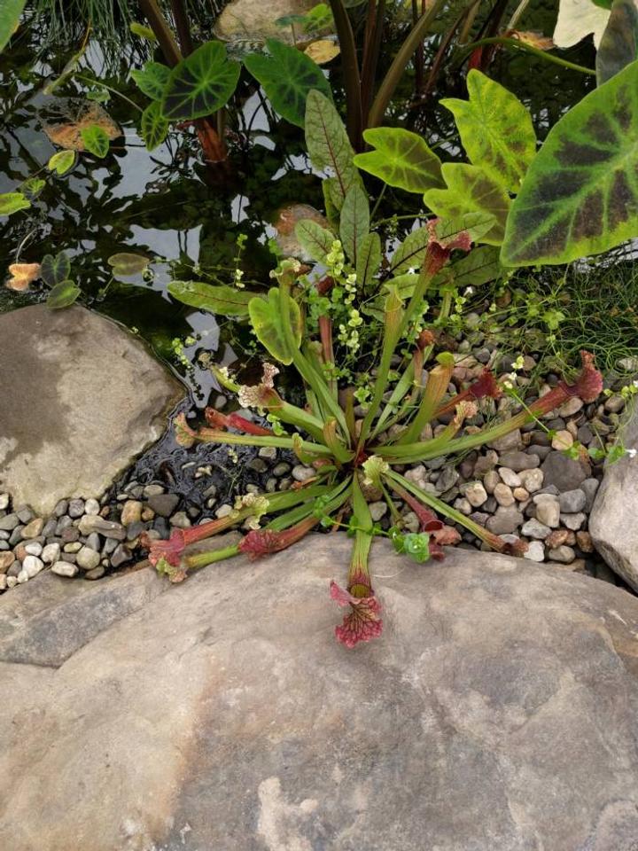 tropical plants in biodome greenhouse