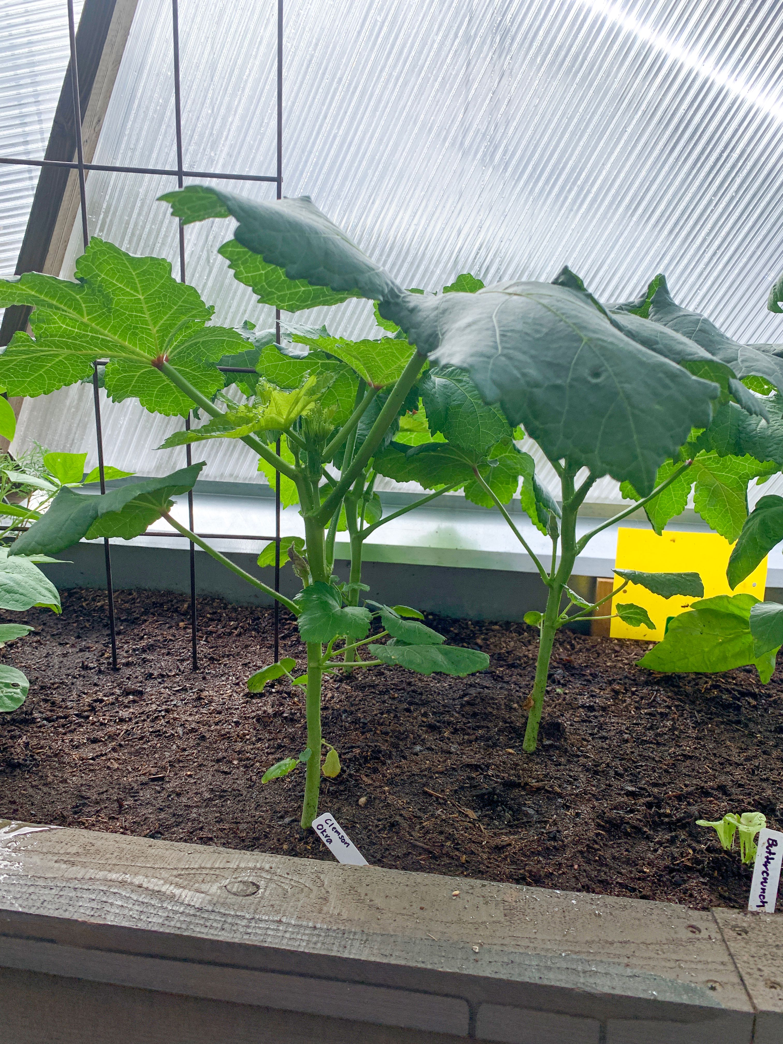 clemson okra plants starting to grow in geodesic greenhouse polycarbonate panel in background