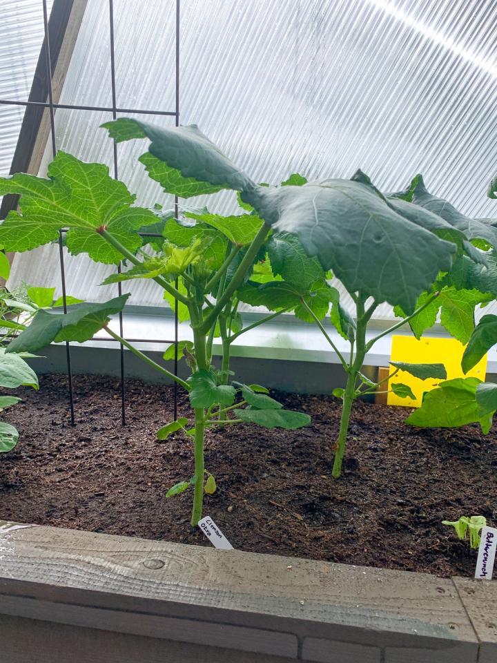 clemson okra plants starting to grow in geodesic greenhouse polycarbonate panel in background