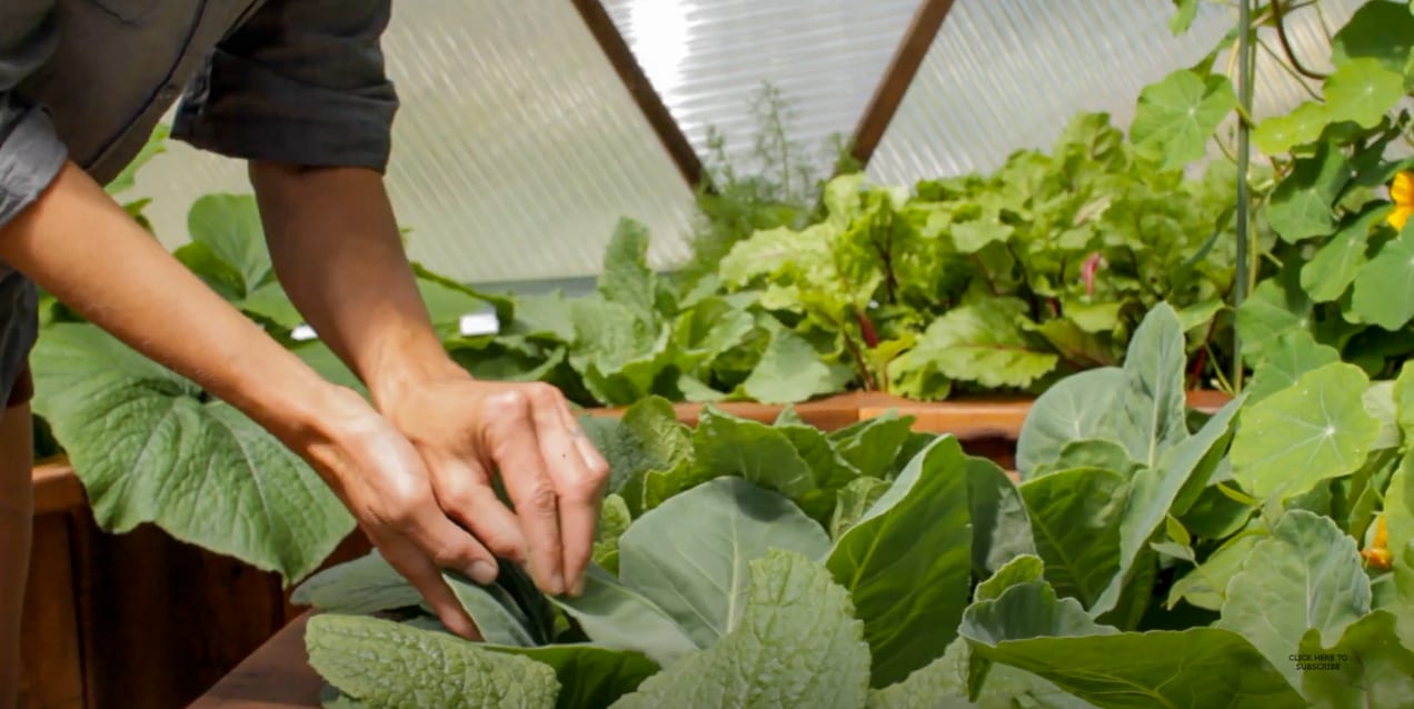 Remove aphids from leaves with your hands