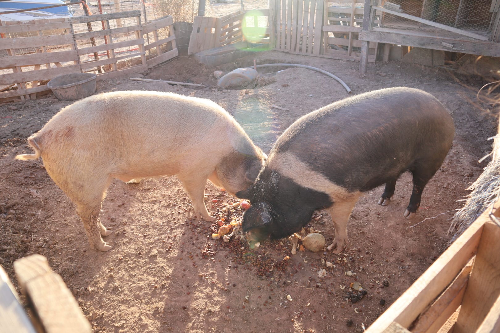 pigs in a pen