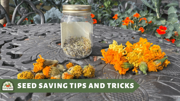 Orange and Yellow Marigolds, some dried, on a table with a jar of seeds