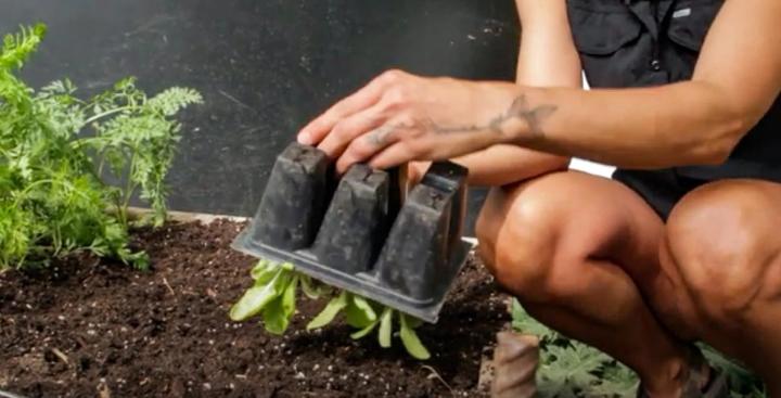 Transplanting seedlings