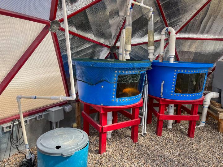 the fish tanks and aeration setup at SFCC, blue containers with windows cut in them to see the fish