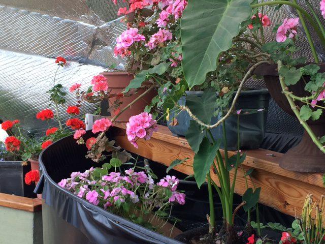 greenhouse pond gardening, taro