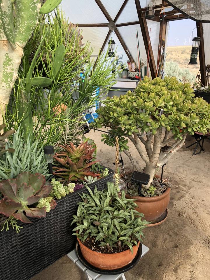 succulents in greenhouse