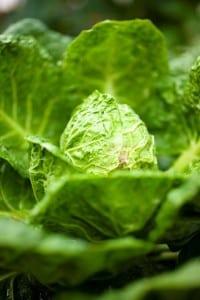 Head of lettuce