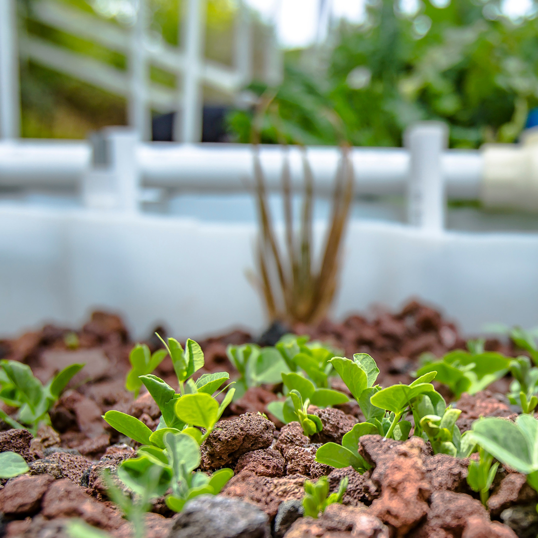 small bright green pea sprouts in a red lava rock filled media bed