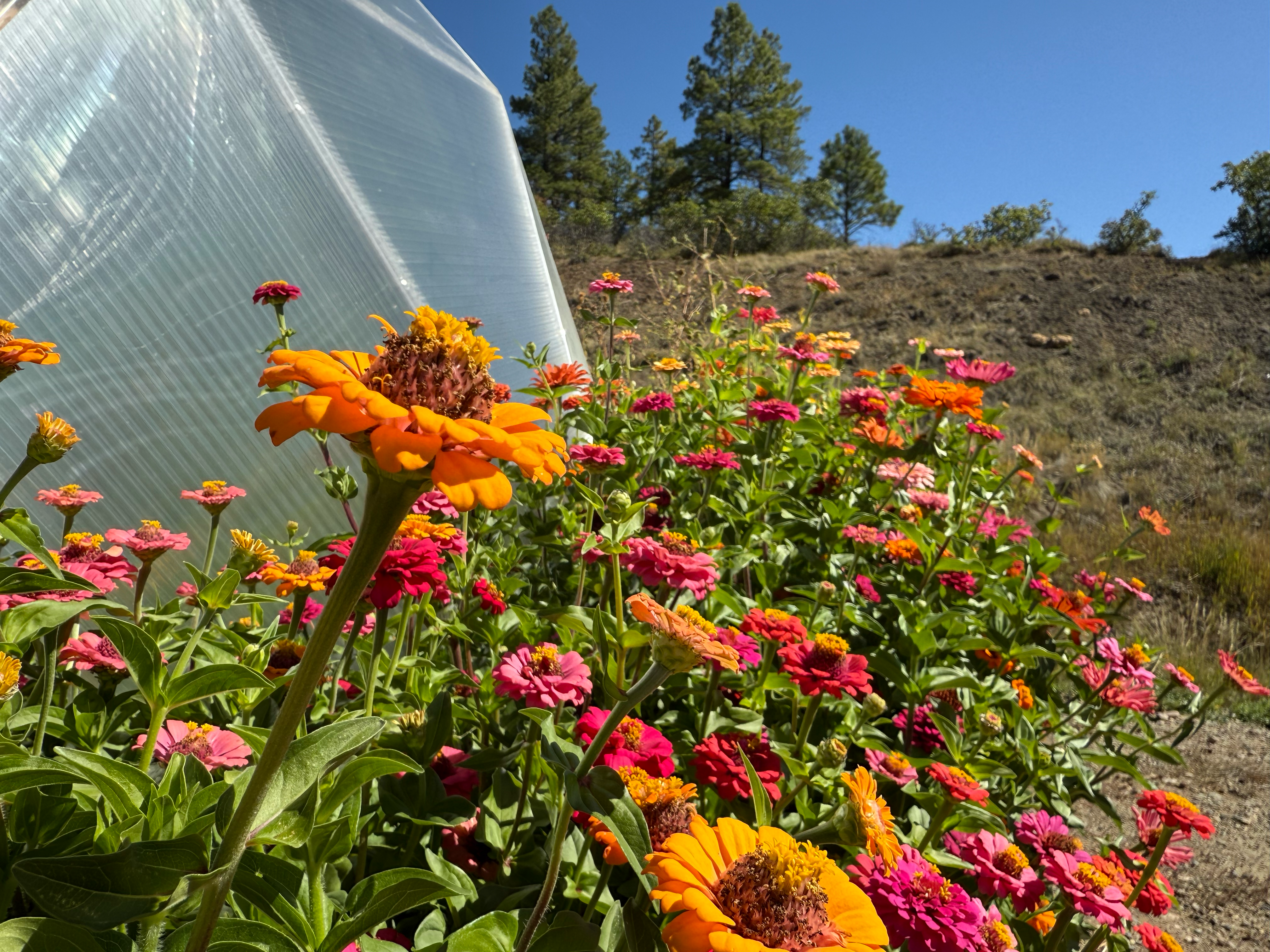 Orange dark pink and light pink zinnia flowers growing outside a 33 foot diameter growing dome greenhouse