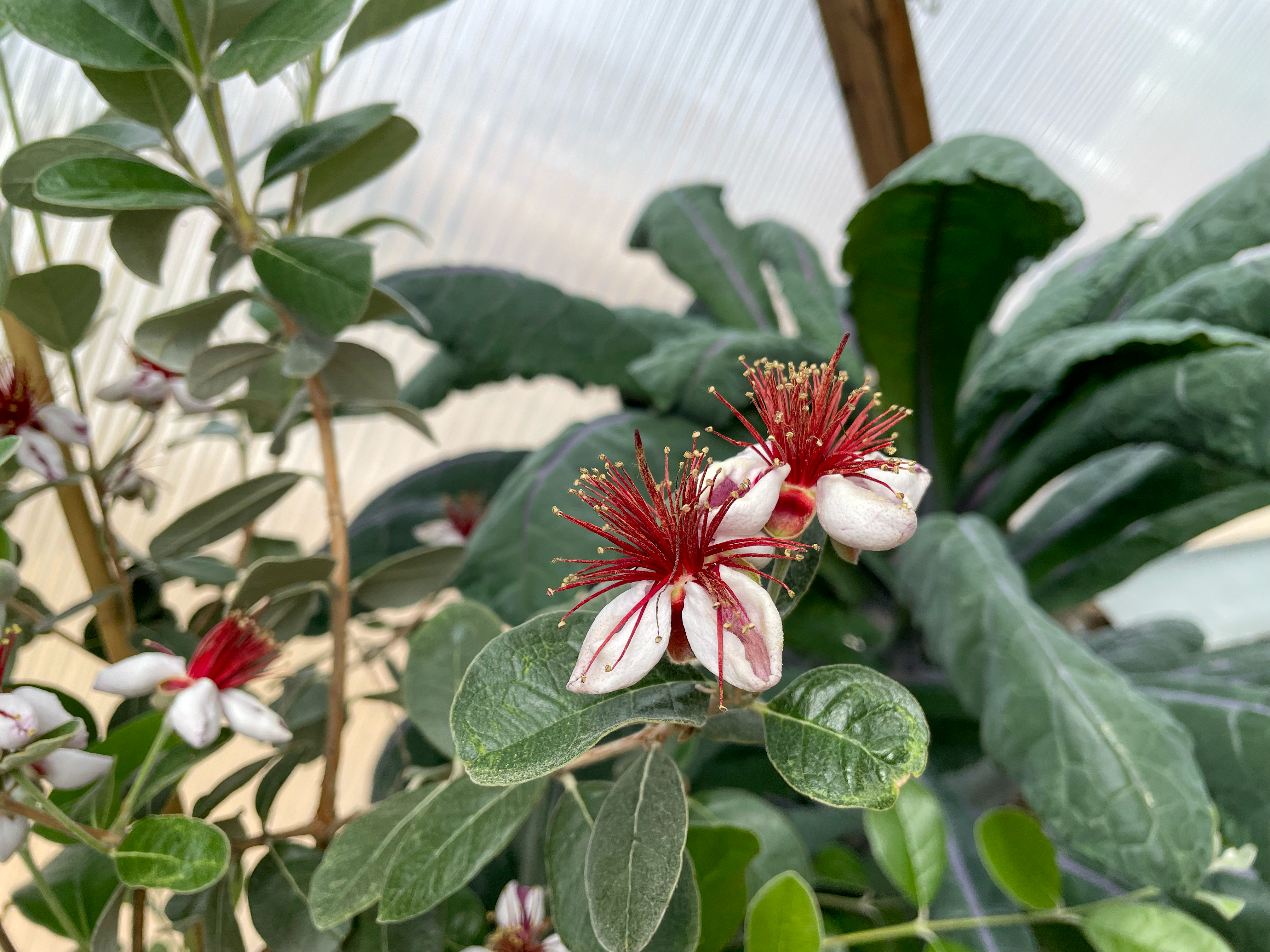 guava flowers blooming in a greenhouse