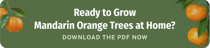 Ready to Grow Mandarin Orange trees at home download the pdf now