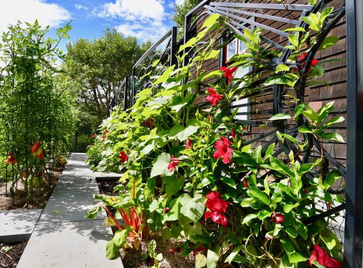 Custom welded garden sculpture trellis in an edible garden