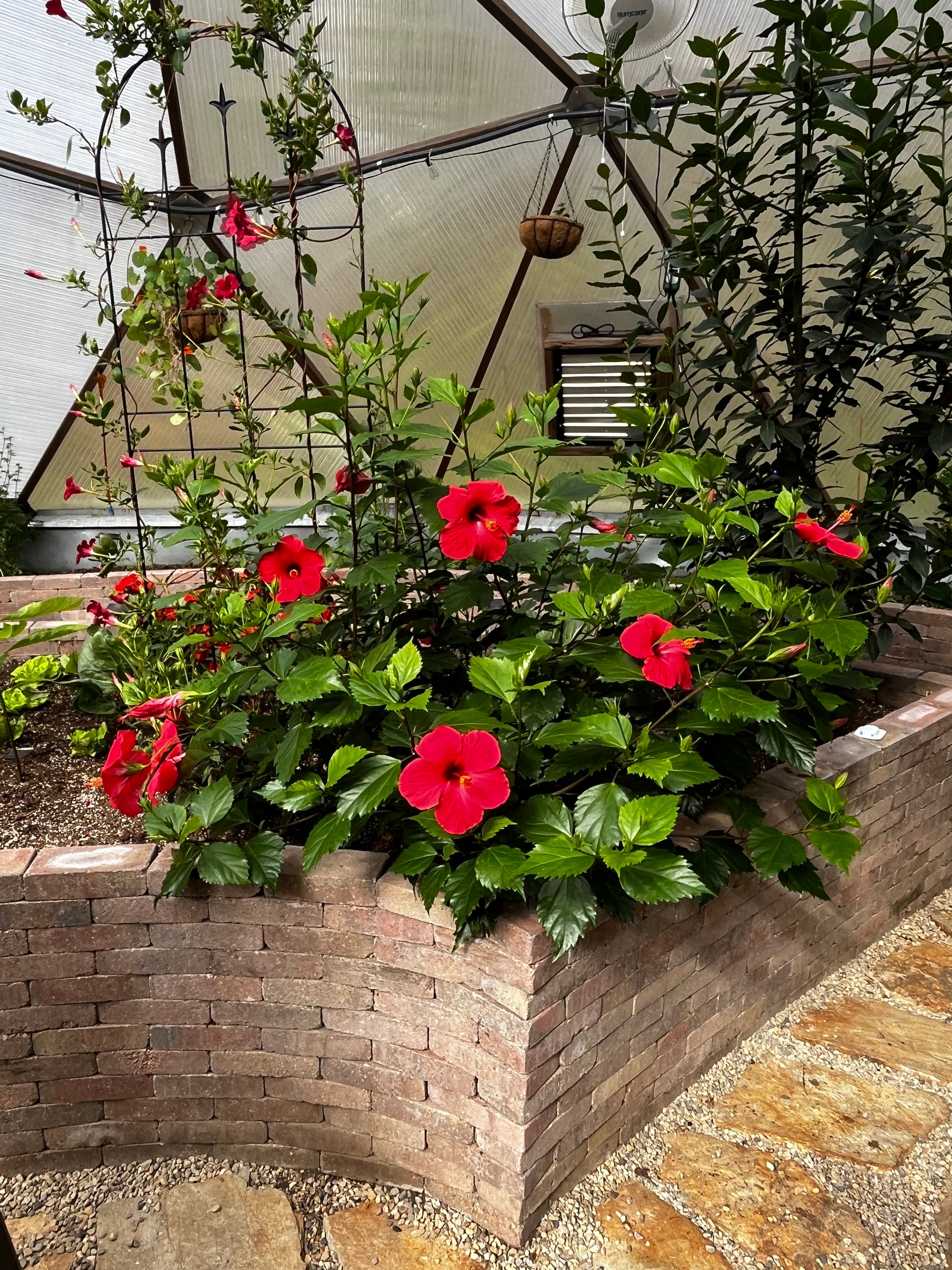 red hibiscus flowers blooming in a stone garden bed