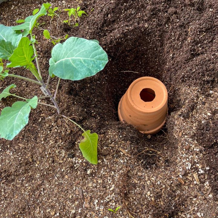Terracotta olla with a hole for filling with water being burring into a garden bed with plants surrounding it.