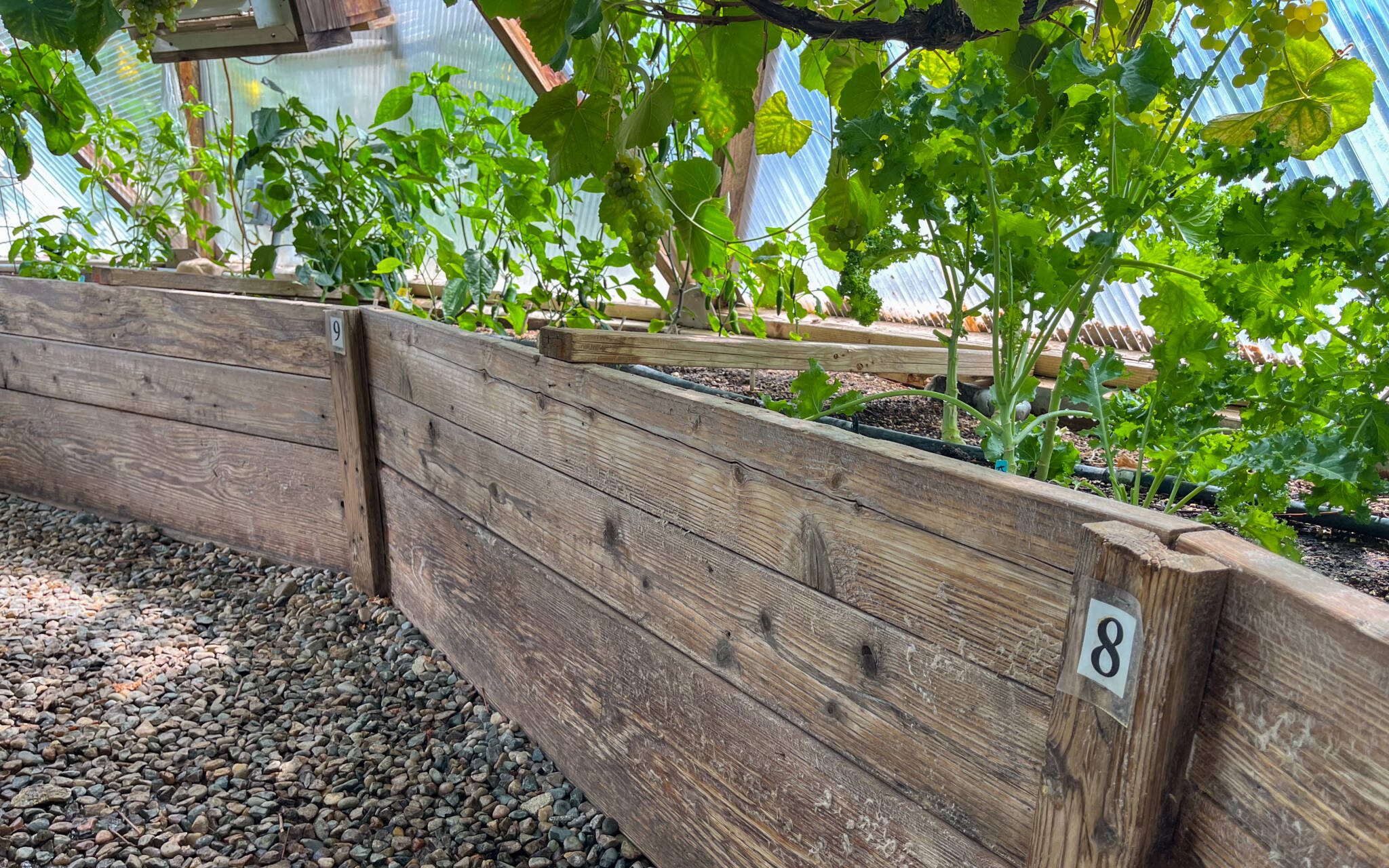 Numbered wooden garden beds filled with plants