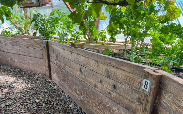 Numbered wooden garden beds filled with plants