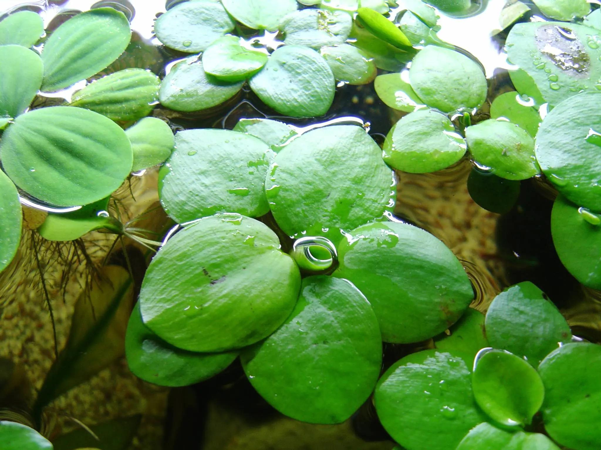 Green frogbit plants with rounded flat leaves floating on the surface of a pond