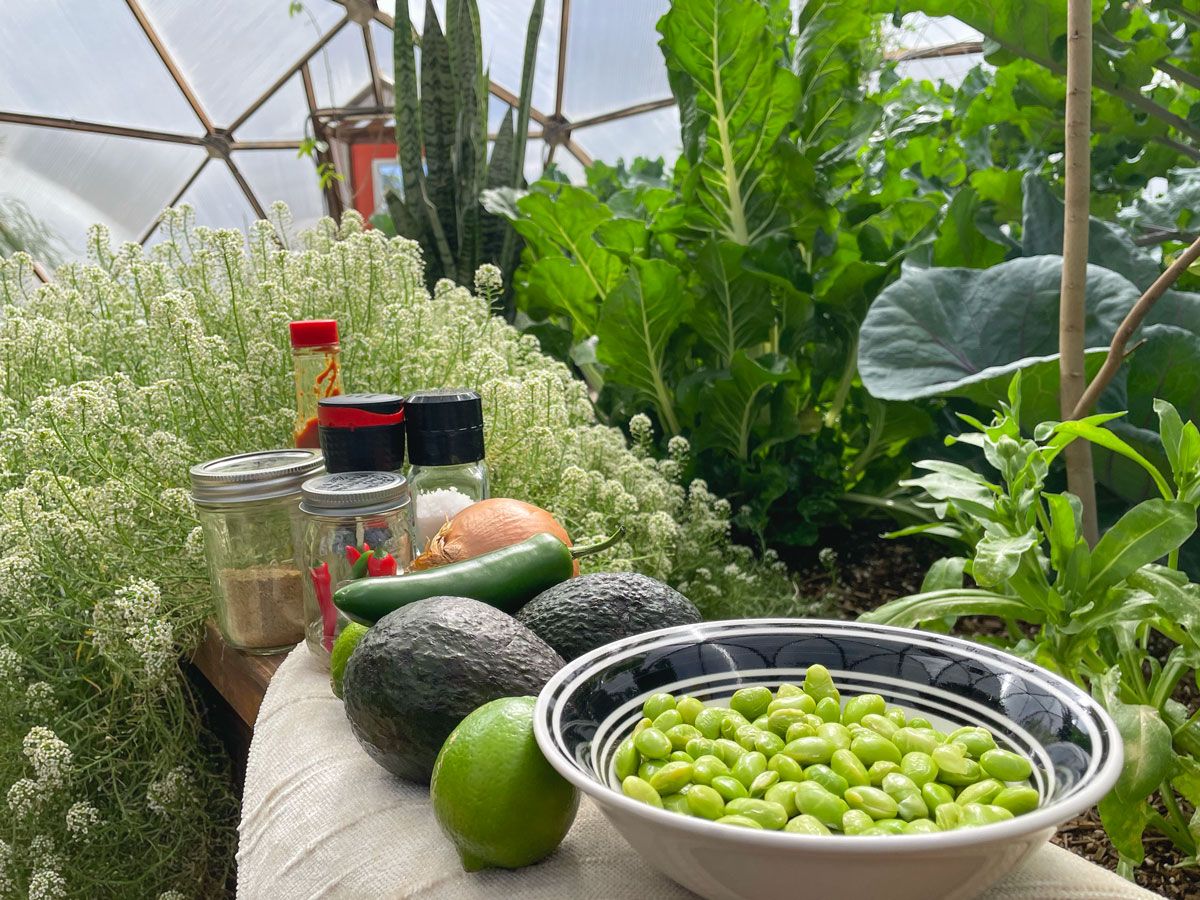 shelled edamame beans lime avocado ingredients in a growing dome greenhouse