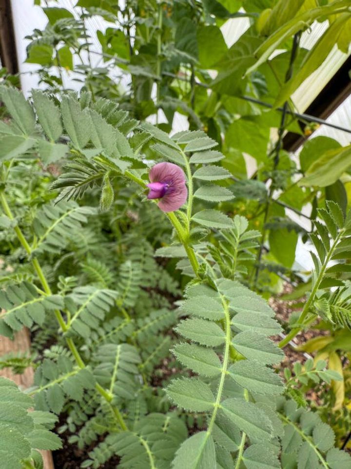 chickpeas growing in a dome are an example of leume planted during crop rotation to help fix nitrogen