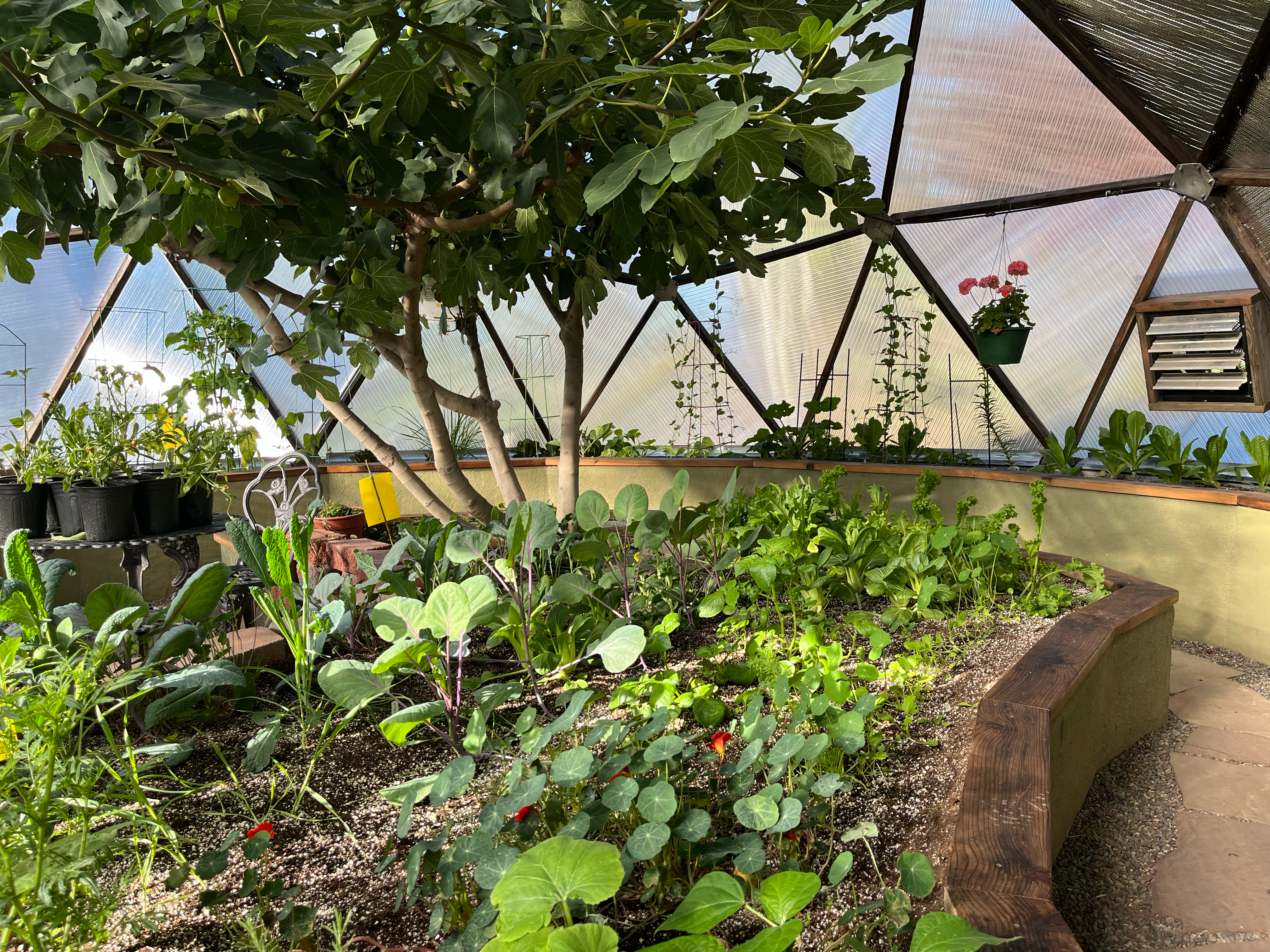 Small plants in a shaded greenhouse microclimate created by a large fig tree