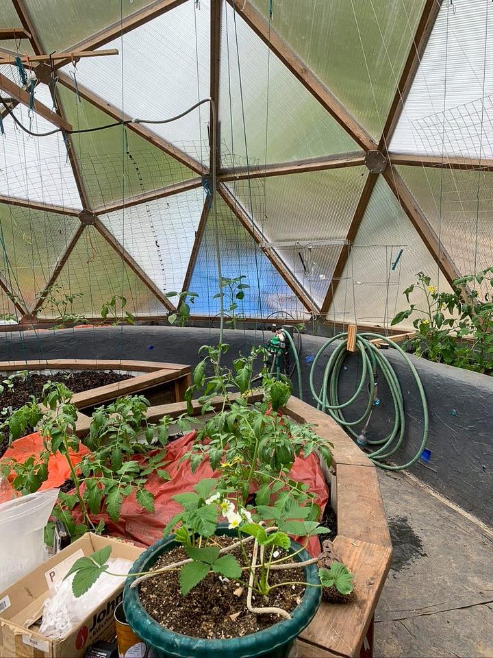 Raised beds with tomatoes