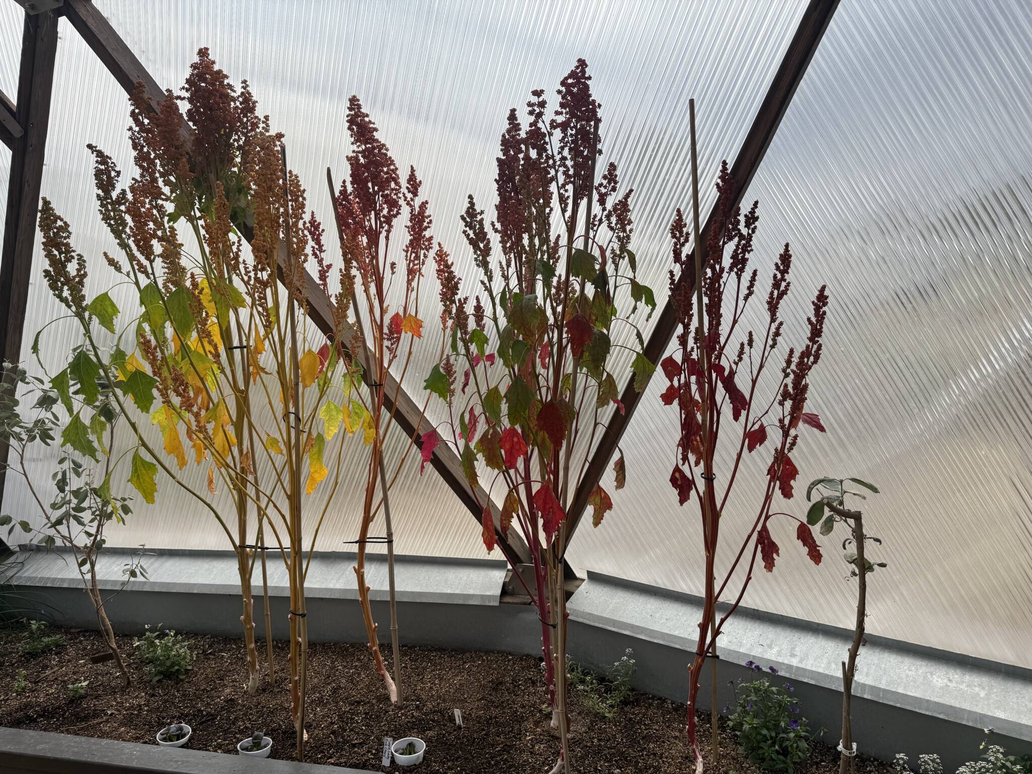 quinoa growing in a dome greenhouse the lower leaves have been removed as the grains begin to form