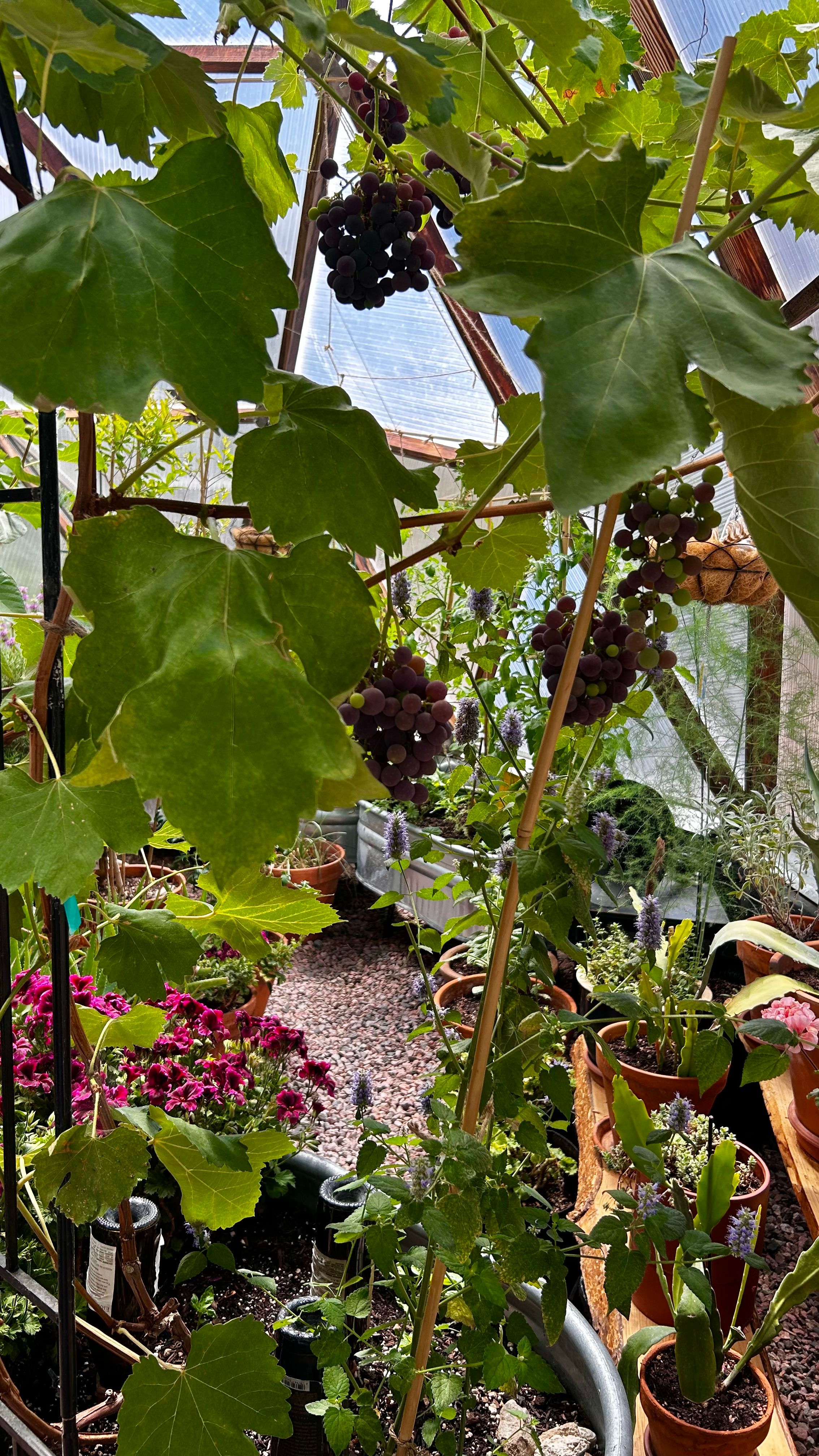 bunches of purple grapes growing on vines in a growing dome greenhouse