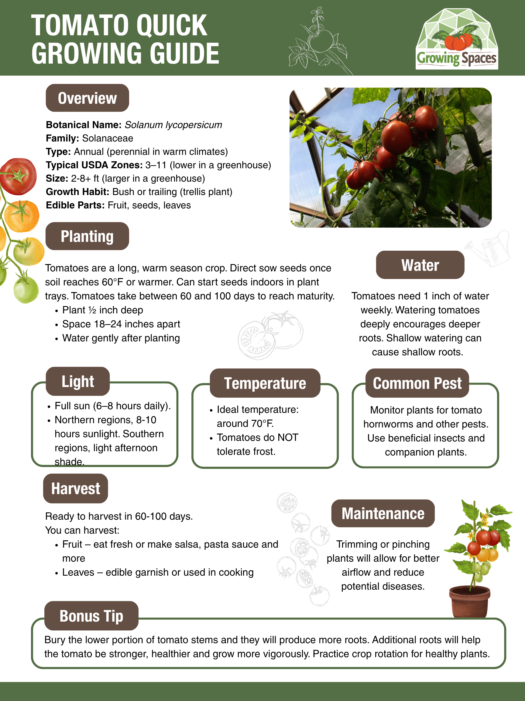 Tomato Growing Guide image