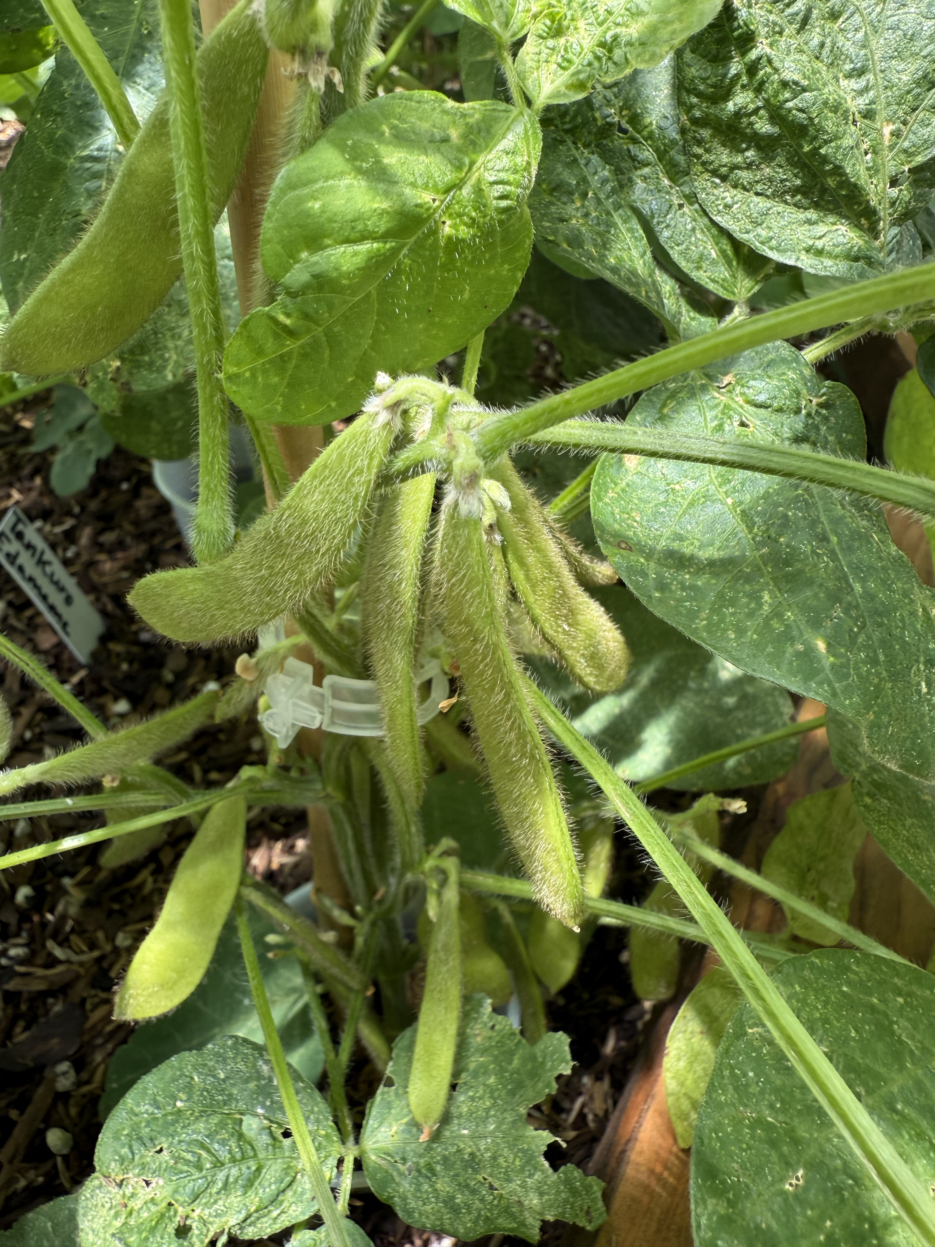 Growing edamame or soybeans