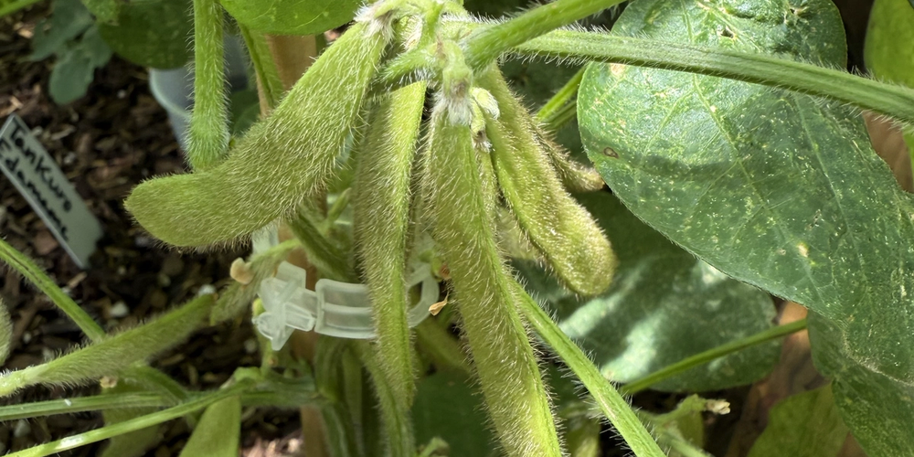 Growing edamame or soybeans