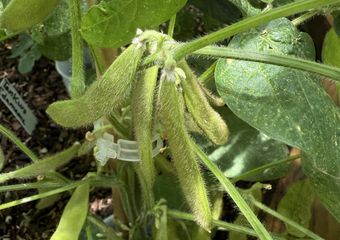Growing edamame or soybeans