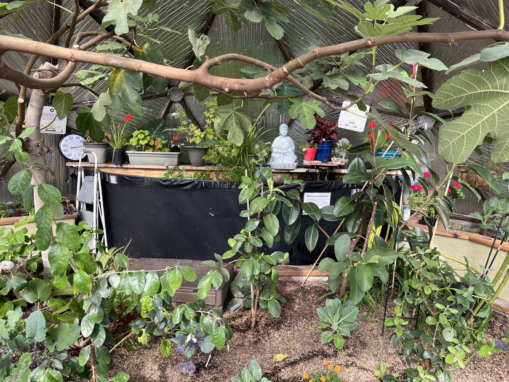 guava tree growing in the center bed of a greenhouse near thermal mass