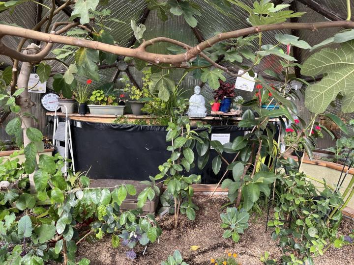 guava tree growing in the center bed of a greenhouse near thermal mass
