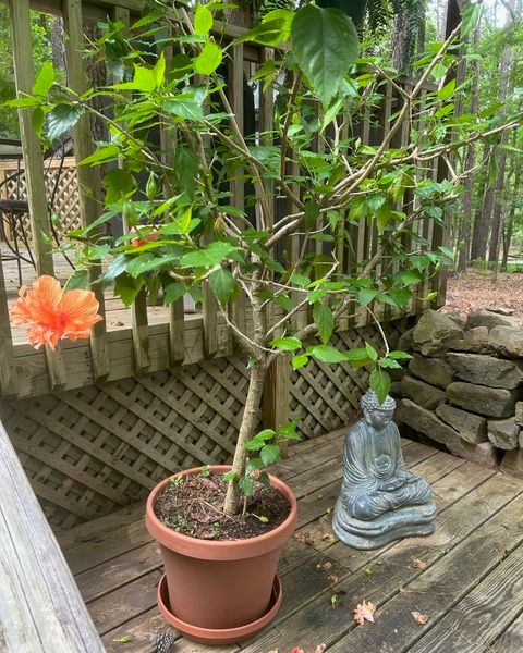 hibiscus in a pot on a porch