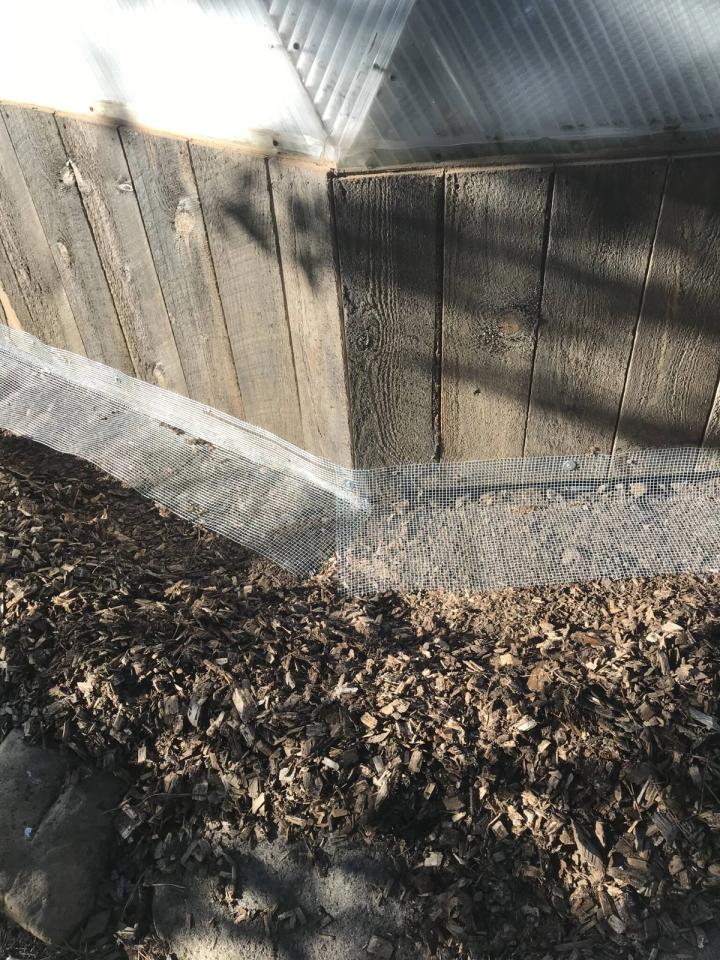 Greenhouse wall with hardware cloth attached at the base