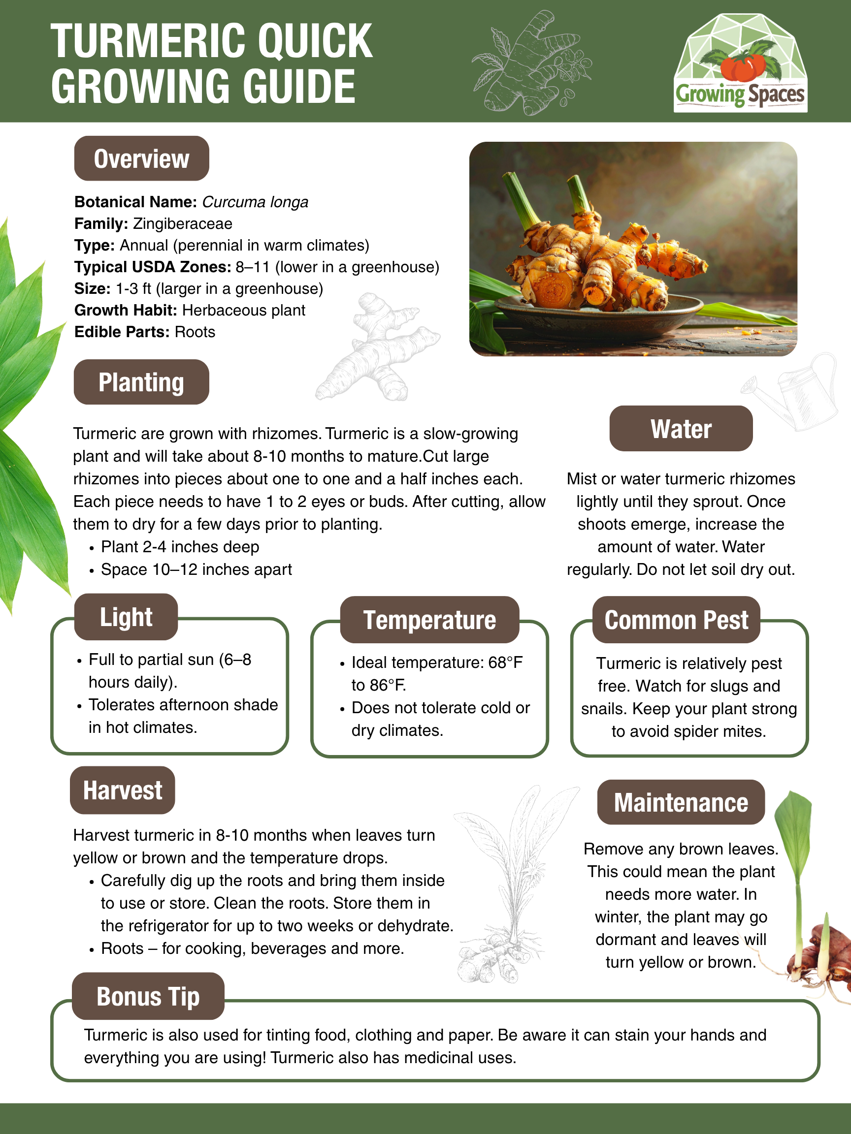 Turmeric Growing Guide image