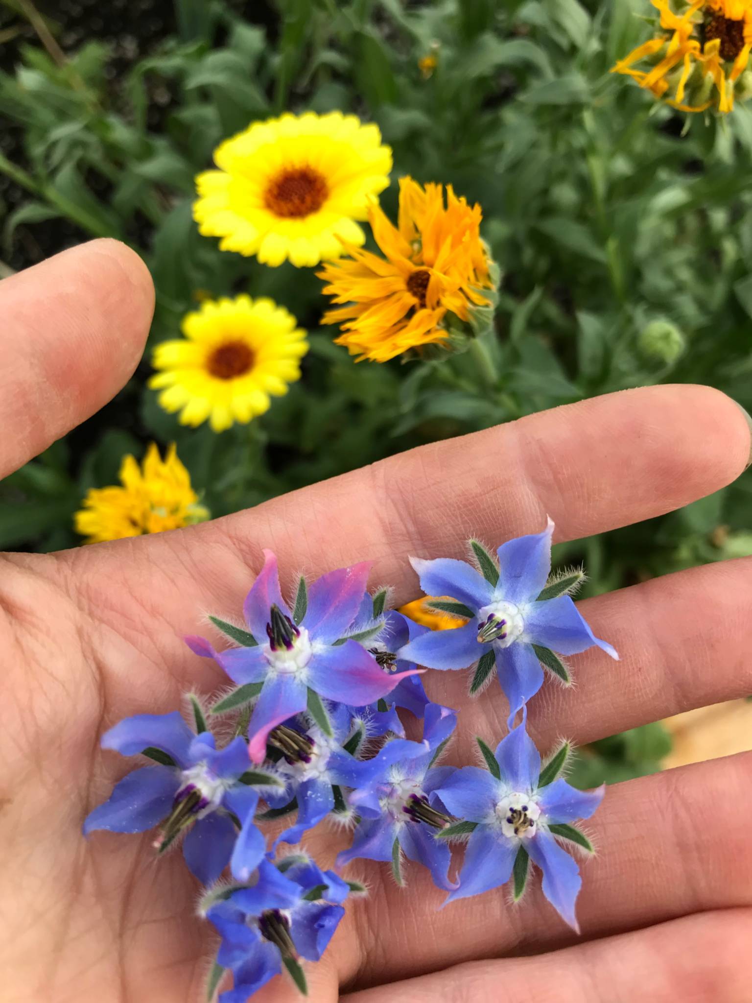 someone holding dome grown borage flowers in the palm of their hand with yellow calendula growing in the background