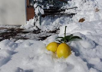 lemons-in-the-snow