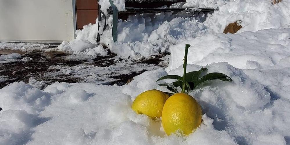 lemons-in-the-snow
